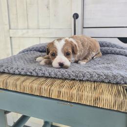 Jenson - Red  female Goldendoodle puppy in Floyd, Virginia from Hearts and Paws Poodles and Doodles