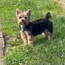 Meena - Yorkshire Terrier