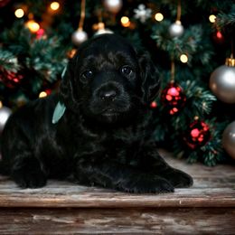 Teal- Black female - Black female Australian Labradoodle puppy in Milton, North Carolina from Good Day Doodles