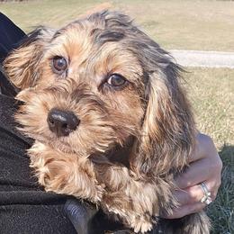 Lyric - Merle female Cavapoo puppy in Lebanon, Kentucky from Mosaic Merle Doodles