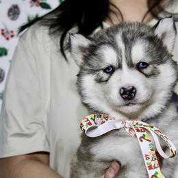Faith(S2) - Gray and white female Siberian Husky puppy in Lunenburg, Vermont from SNOW WOOLY HUSKY
