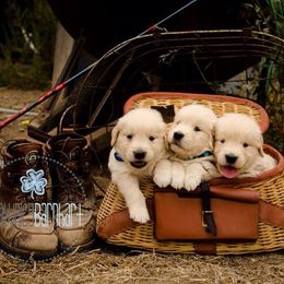 English Springer Spaniel and Golden Retriever Puppies from Promise Kennels