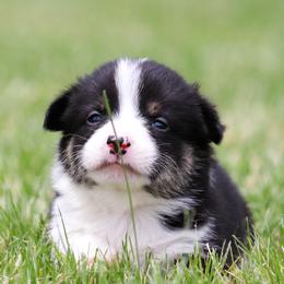 Boy 5 - Black and tan male Pembroke Welsh Corgi puppy in Wever, Iowa from Sheep and Corgis