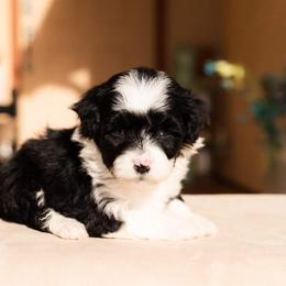 Aussiedoodle and Goldendoodle Puppies from Ever After Doodles Arizona