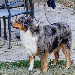 Smokey - Miniature American Shepherd