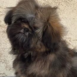 Princess Daisy - Gold female Shih Tzu puppy in Central, California from Ling Ling’s Shih Tzu