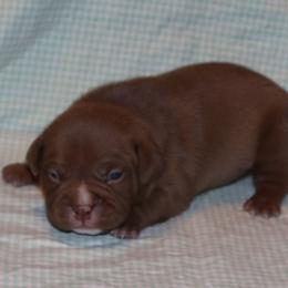 Boy 2 - Blue male American Bully puppy in Dixon, Kentucky from Haymaker Bully Camp