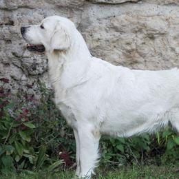 Deedee - Golden Retriever