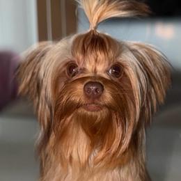 Hennessy 3.pound - Chocolate, tan and white female Yorkshire Terrier puppy in Cape Coral, Florida from Katherine’s Yorkies and Poodles