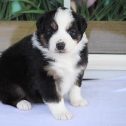Helena - Black tri-color female Australian Shepherd puppy in Circleville, Utah from Canyon Creek Aussies