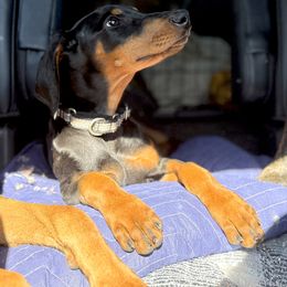 Doberman Pinscher and Dutch Shepherd Puppies from Crosspointe Canines; Home of Karmic Doberman Pinschers & Stellar Dutch Shepherds