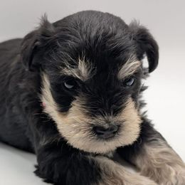 Giant Schnauzers and Miniature Schnauzers from Bella Pups LLC