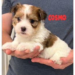 COSMO - Fawn sable male Havanese puppy in Fielding, Utah from LUCKY HAVANESE
