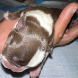Tia - Red female Boston Terrier puppy in Atlanta, Georgia from Dismond BT Farm