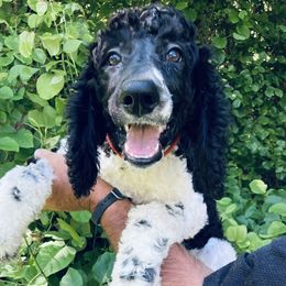 Finn Red Collar - Poodle puppy in Salisbury, North Carolina from Majestic’s Poodles
