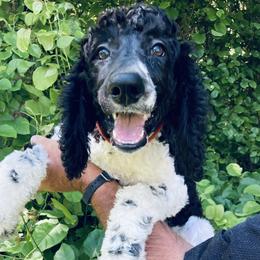 Finn Red Collar - Poodle puppy in Salisbury, North Carolina from Majestic’s Poodles