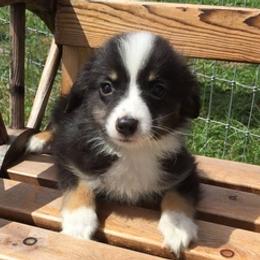 Australian Shepherds from Green Hill Aussies