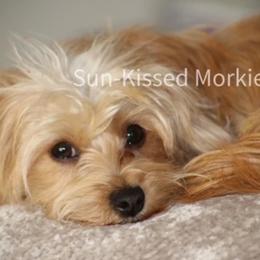 Morkies from Sun-Kissed Morkies