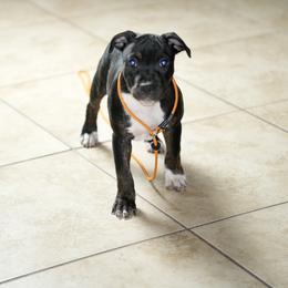 Staffordshire Bull Terrier Puppies from SAAM Dogs
