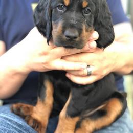 Gordon Setter Puppies from Lori Nemeth