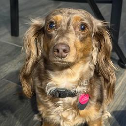 Kimber - Dachshund