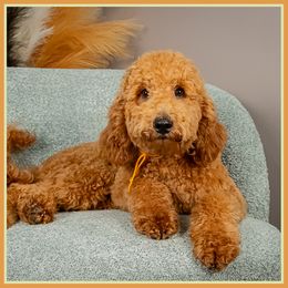 Thomas - Apricot male Goldendoodle puppy in Connersville, Indiana from Deaz Doodle Ranch