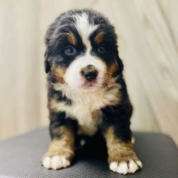 Bernese Mountain Dog puppies from Royal Bernese Mountain Dogs LLC