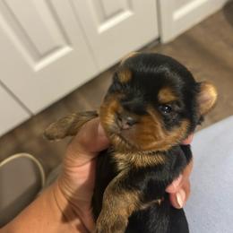 Male 2 - Black and tan male Yorkshire Terrier puppy in Kissimmee, Florida from Bebe AKC Puppies