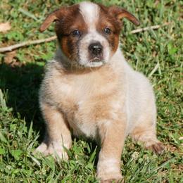 Baron von Steuben - Red mottled male Australian Cattle Dog puppy in Buffalo Valley, Tennessee from Buffalo Valley Breeders