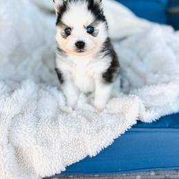 Bronzer - Black and white male Pomsky puppy in Yavapai County, Arizona from Pawsh Pomskies