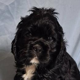 Lupin - Black male Cocker Spaniel puppy in Crossville, Tennessee from Timber Sunrise Cockers