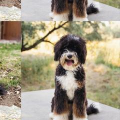 Aussiedoodles and Australian Mountain Doodles from Western Doodles Utah