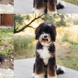 Aussiedoodles and Australian Mountain Doodles from Western Doodles Utah