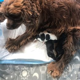 Cocker Spaniel Puppies from North Country Cockers