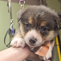 Snickers - Gray and white male American Corgi puppy in Mansfield, Ohio from Moonrise corgis
