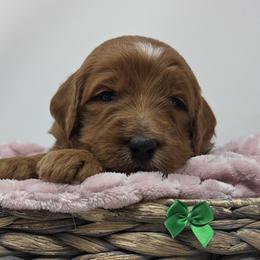 Green Female - Apricot female Goldendoodle puppy in Great Falls, Montana from Montana Goldendoodles