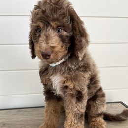 Hank - Chocolate merle male Bernedoodle puppy in Garrettsville, Ohio from Sunset Family Farm