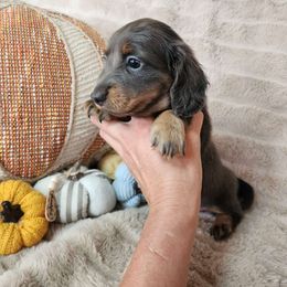 Sadie - Dachshund puppy from Lazy K&M Dachshunds