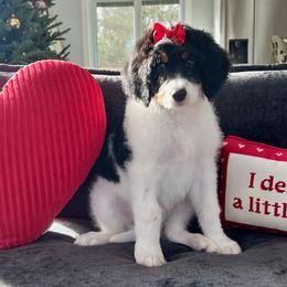 Amber - Tri-color female Bernedoodle puppy in Harpers Ferry, West Virginia from Oso Perfect Poodles and Doodles