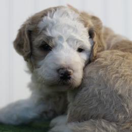 Sienna - Red female Bernedoodle puppy in Springtown, Texas from North Texas Puppies