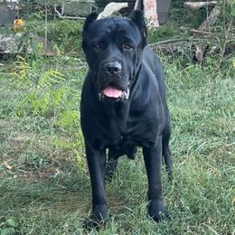 Raven - Cane Corso