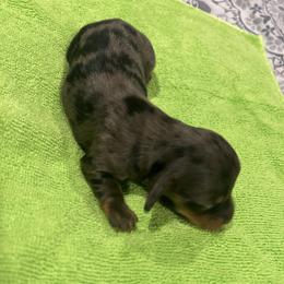 Silver dapple girl - Dapple female Dachshund puppy in Proctor, Montana from Blue Star Dachshunds