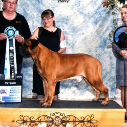 Boston Terriers and Bullmastiffs from Melkev's Bullmastiffs and Boston Terriers