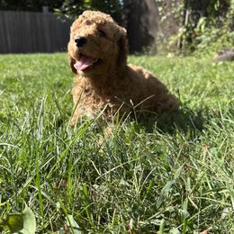 Blocker - Apricot male Goldendoodle puppy in Johnston, Rhode Island from Puppy Love Heaven