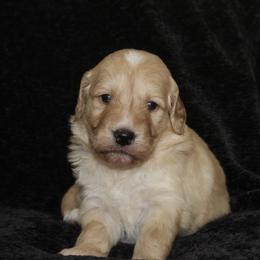 Goldendoodle Puppies from Silver Barn Doodles
