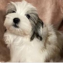 Opie - Havanese