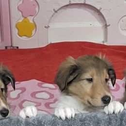 Collies from Mystic Collies