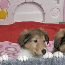 Collies from Mystic Collies
