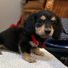 Dixie - Black and cream female Dachshund puppy in Stilwell, Oklahoma from Mountain Top Dachshunds