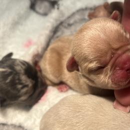 Gucci - Cream male French Bulldog puppy in Porter, Texas from Red Label Frenchies